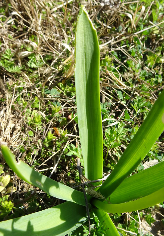 Hyacinthus sp.